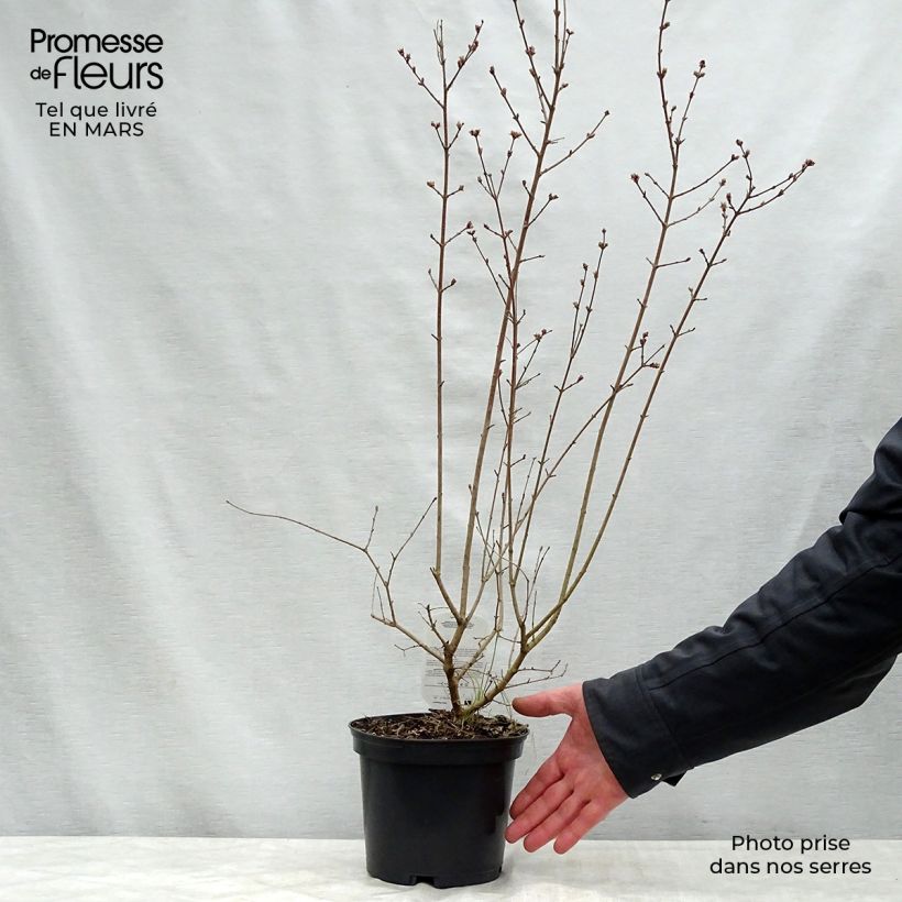 Syringa microphylla Red Pixie - Lillà Vaso da 3L/4L esemplare consegnato in primavera
