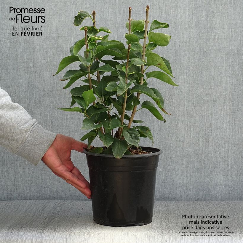 Spécimen de Lilas commun - Syringa vulgaris Kindy Rose Pot de 4L/5L tel que livré en automne