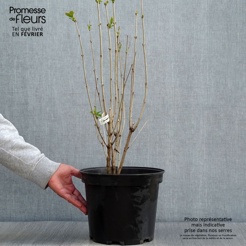 Spécimen de Lilas commun - Syringa vulgaris Kindy Rose Pot de 7,5L/10L tel que livré en automne