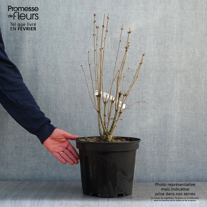 Spécimen de Lilas commun - Syringa vulgaris Kindy Rose Pot de 7,5L/10L tel que livré en hiver