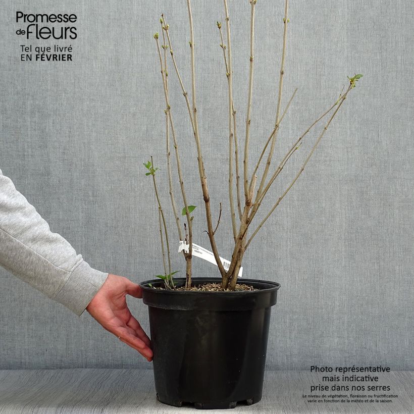 Spécimen de Lilas commun - Syringa vulgaris Konchalovskii Pot de 7,5L/10L tel que livré en automne