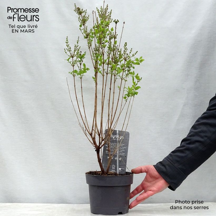 Spécimen de Lilas de Chine - Syringa Josée Pot de 3L/4L tel que livré au printemps
