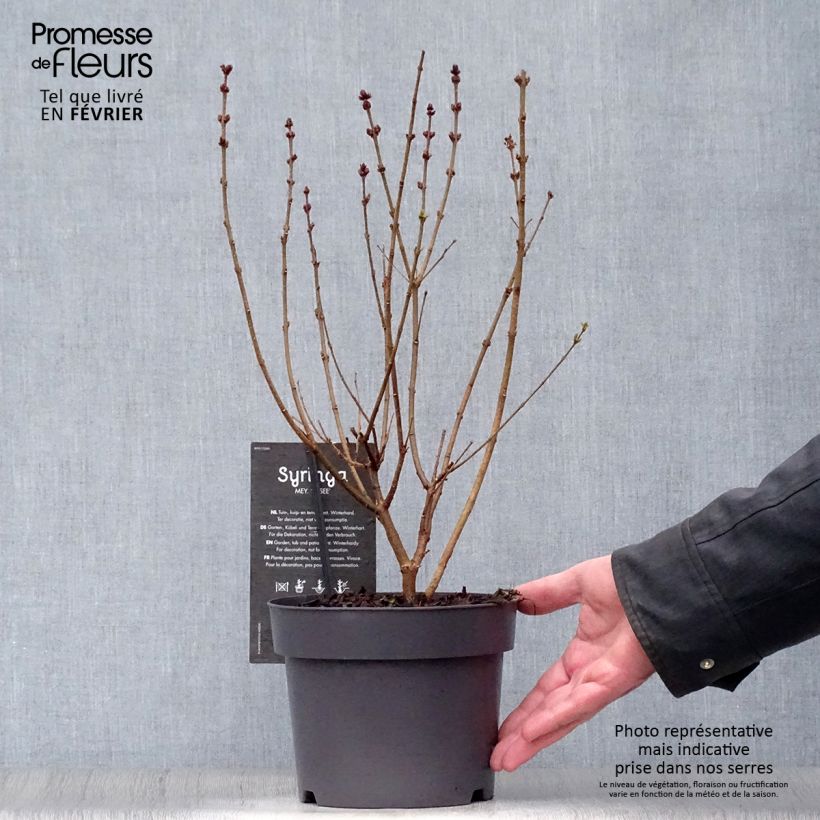 Spécimen de Lilas de Chine - Syringa Josée Pot de 3L/4L tel que livré en hiver