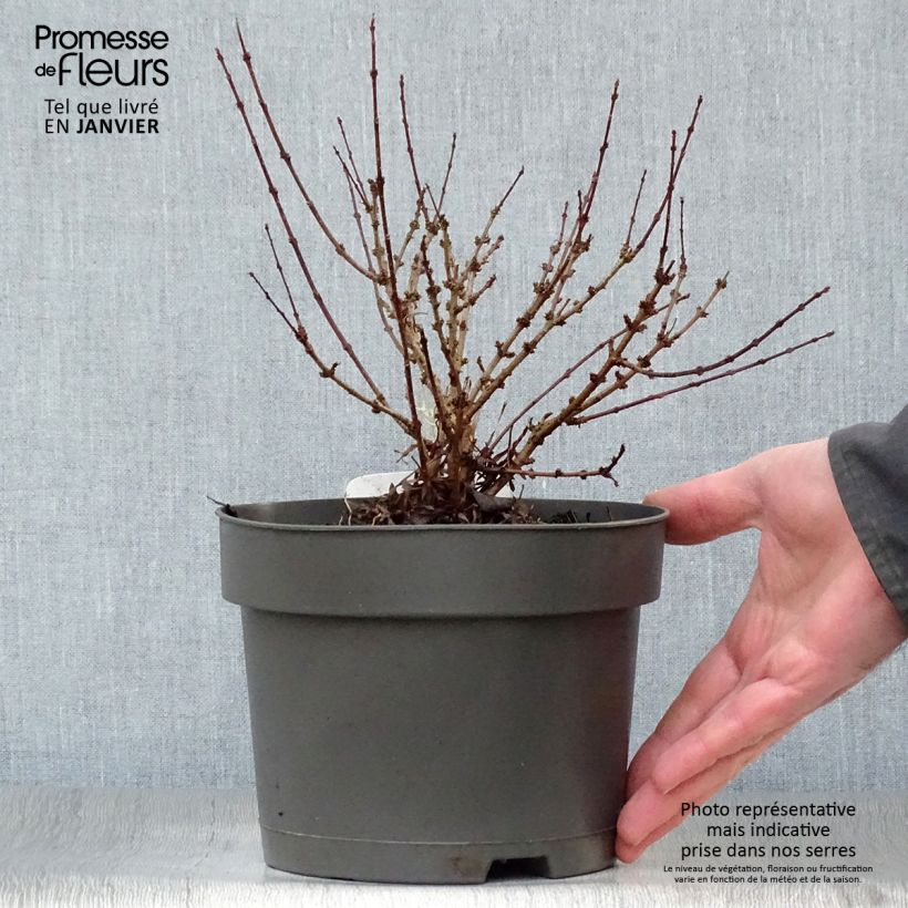 Spécimen de Lilas de Perse - Syringa persica Laciniata Pot de 3L/4L tel que livré en hiver