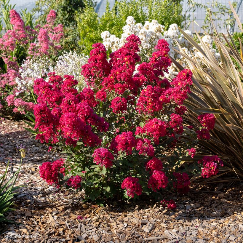 Lilas des Indes - Lagerstroemia Gourmet Red red Wine (Port)