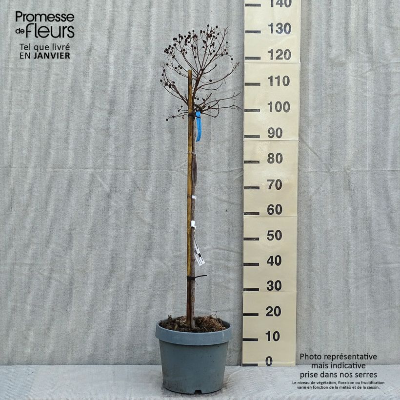 Spécimen de Lilas des Indes - Lagerstroemia indica Berry Dazzle Pot de 7,5L/10L, Tige de 60 cm tel que livré en hiver