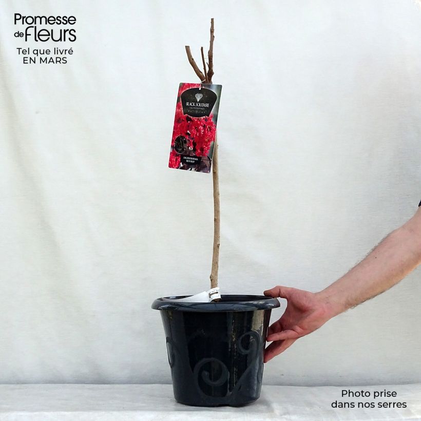 Spécimen de Lilas des Indes - Lagerstroemia indica Black Solitaire Best Red Pot de 7,5L/10L, Demi-Tige de 40/50 tel que livré au printemps
