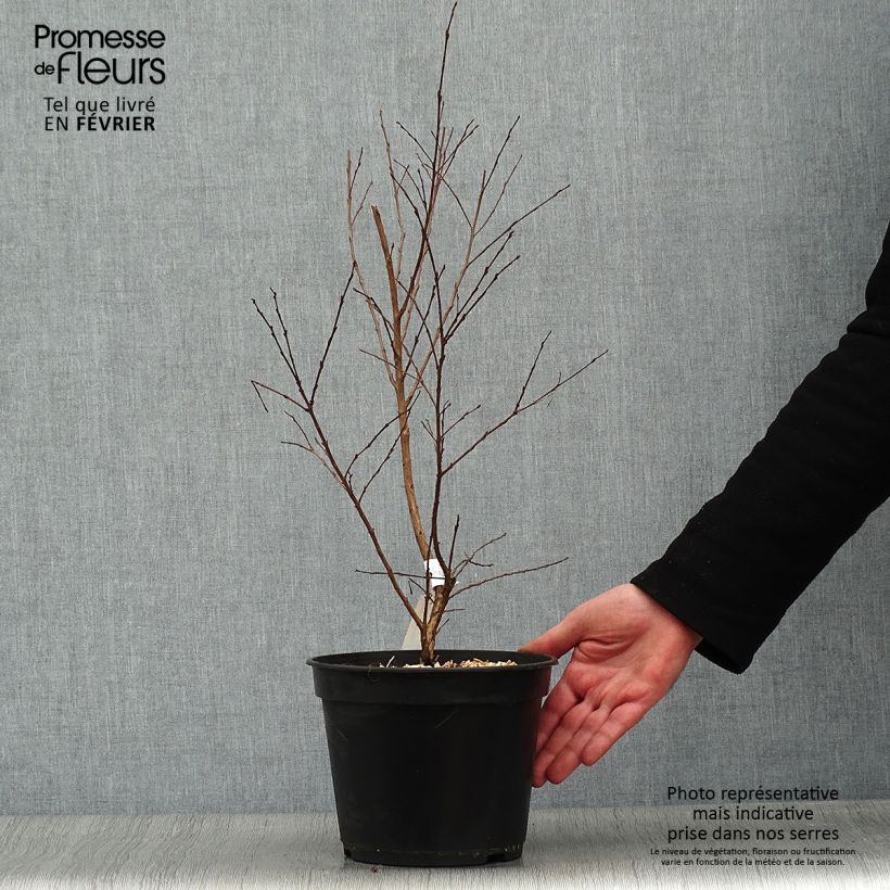 Spécimen de Lilas des Indes - Lagerstroemia indica Enduring Red Pot de 3L/4L tel que livré en hiver