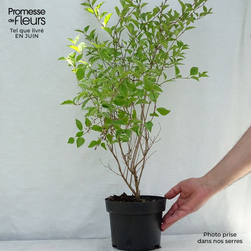 Spécimen de Lilas nain - Syringa meyeri Flowerfesta White Pot de 3L/4L tel que livré en été