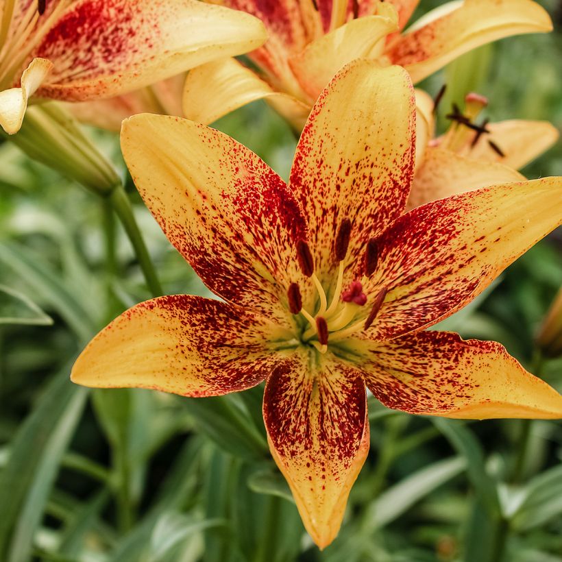 Lis asiatique Tribal Dance (Floraison)