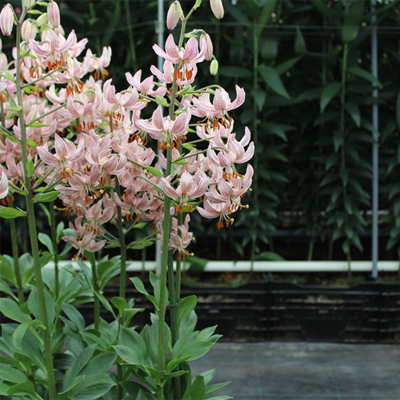 Lis martagon Pink Morning (Port)