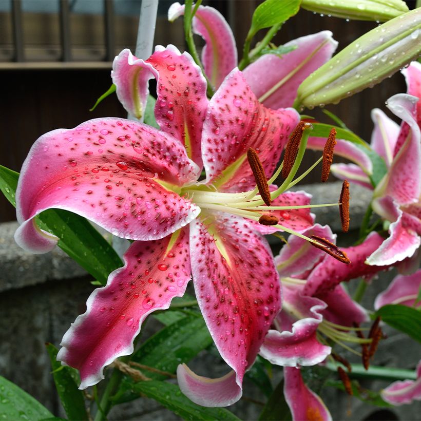Lis hybride Imperial Crimson NA (Floraison)