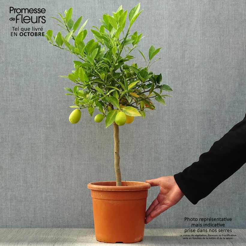 Spécimen de Limequat - Citrus x floridana Pot de 4L/5L, 1/4 de tige tel que livré en automne