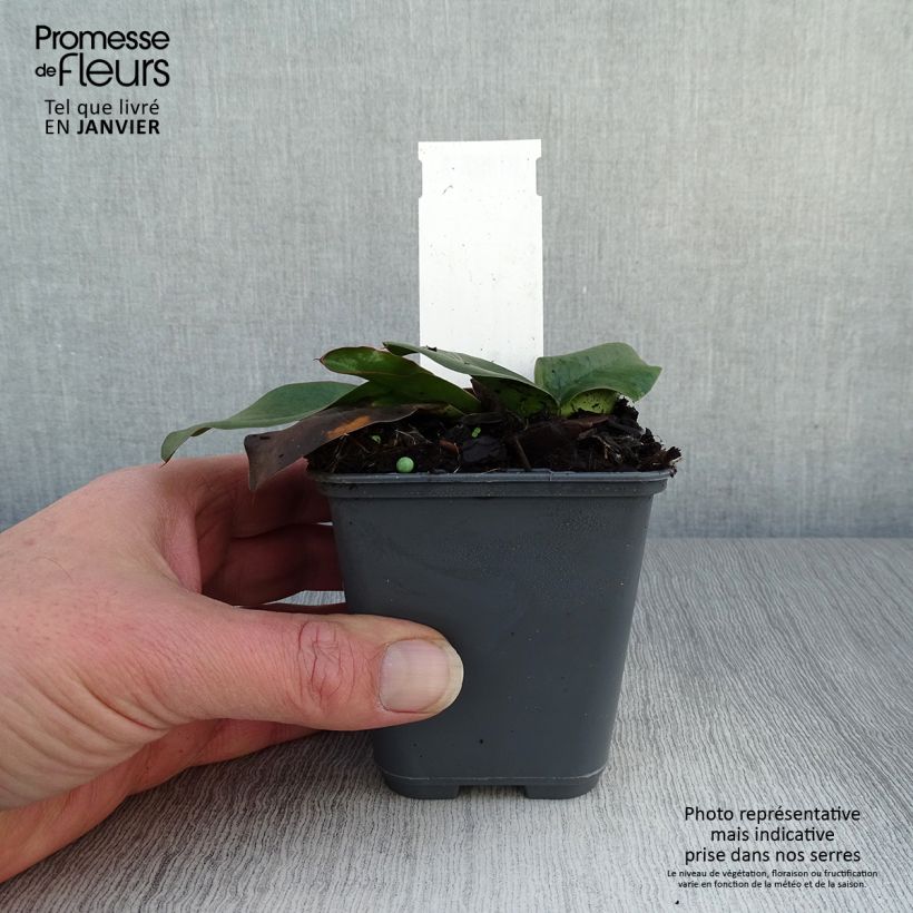 Spécimen de Limonium gmelinii ssp hungaricum Godet de 8/9 cm tel que livré en hiver