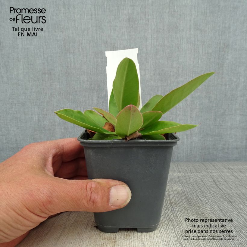 Spécimen de Limonium gmelinii ssp hungaricum Godet de 8/9 cm tel que livré au printemps