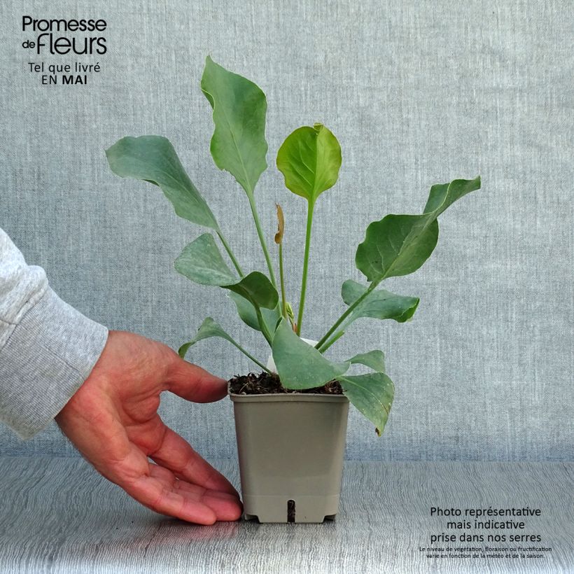 Spécimen de Limonium perezii - Statice des Canaries Godet de 8/9 cm tel que livré au printemps