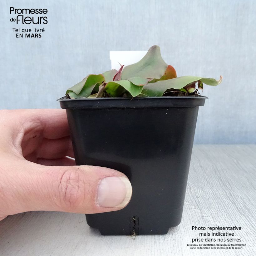 Spécimen de Limonium platyphyllum - latifolium - Statice vivace Godet de 8/9 cm tel que livré au printemps