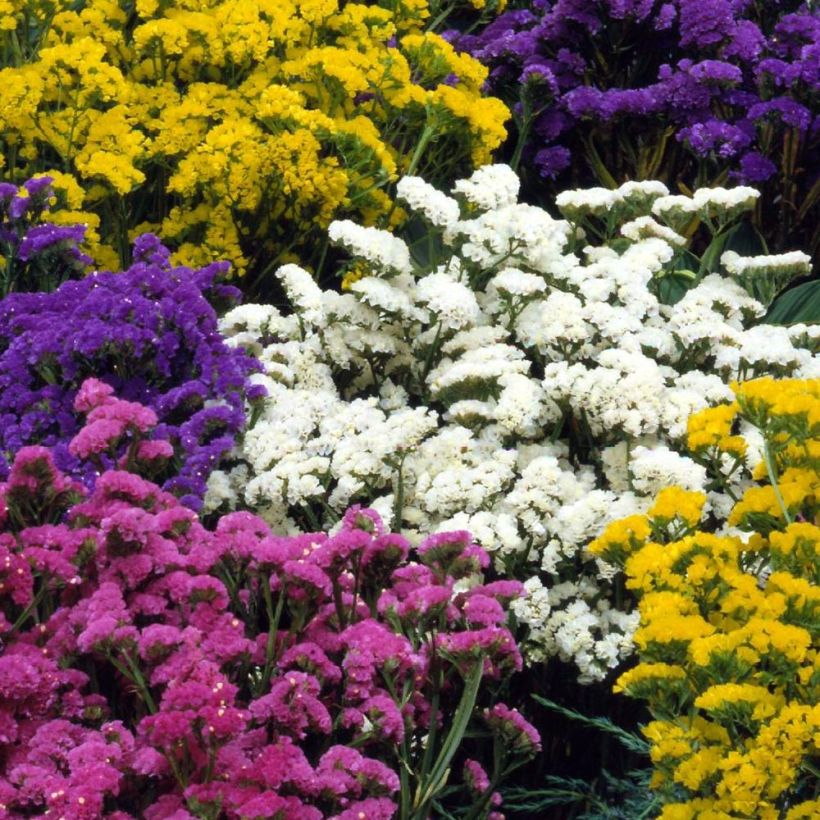 Statice Forever mélange - Limonium sinuatum (Floraison)