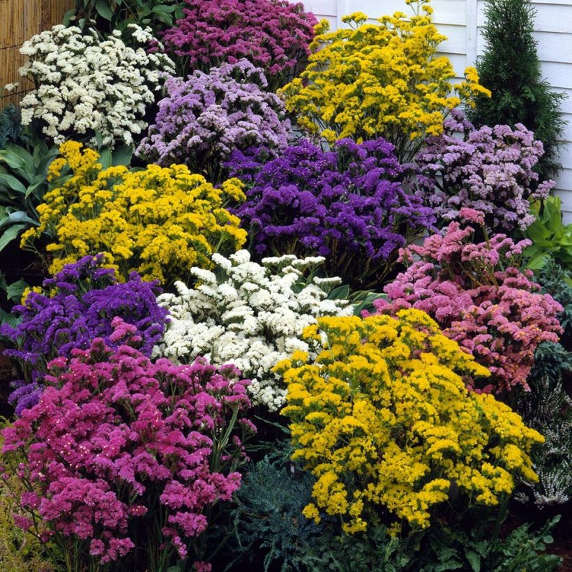 Statice Forever mélange - Limonium sinuatum (Port)