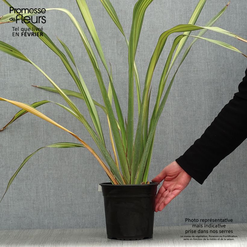 Spécimen de Lin de Nouvelle-Zélande - Phormium Apricot Queen Pot de 3L/4L tel que livré en hiver