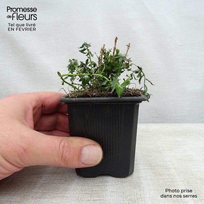 Spécimen de Linaria Peachy - Linaire. Godet de 8/9 cm tel que livré en hiver