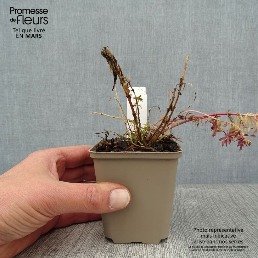 Spécimen de Linaria purpurea Canon J. Went - Linaire pourpre Godet de 8/9 cm tel que livré en hiver