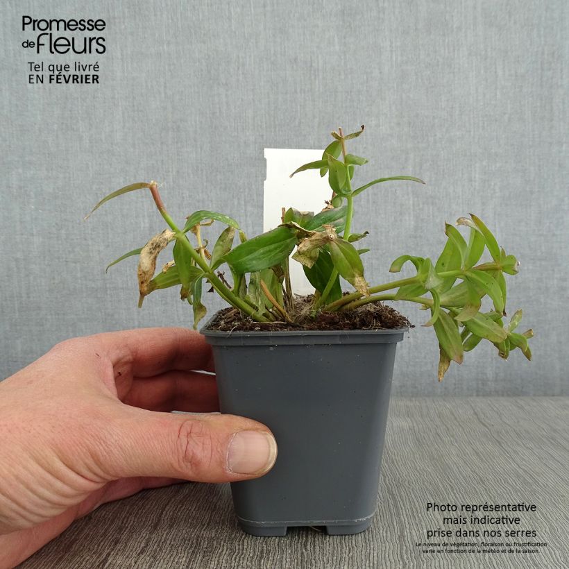 Spécimen de Linaria triornithophora, Linaire à trois oiseaux Godet de 8/9 cm tel que livré en hiver