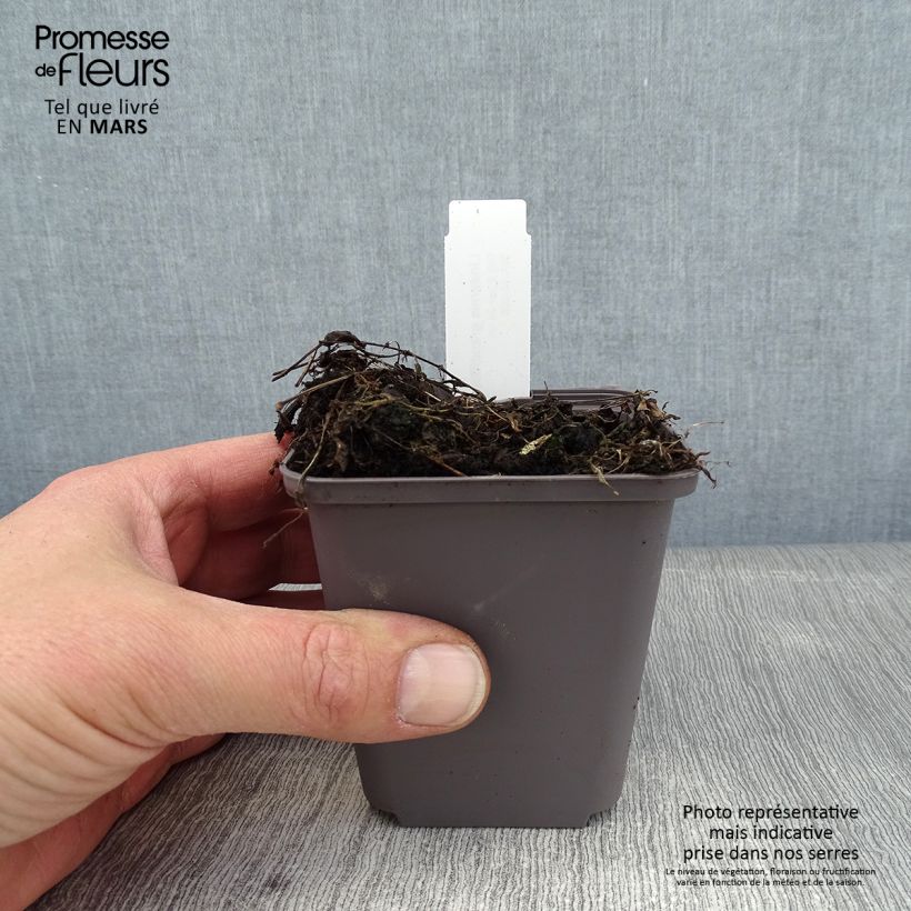 Spécimen de Lindernia grandiflora - Lindernie à grandes fleurs Godet de 8/9 cm tel que livré en hiver