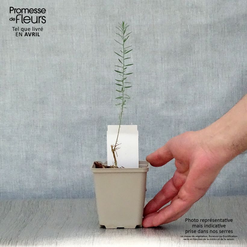 Spécimen de Linum perenne - Lin vivace Godet de 7/8 cm tel que livré au printemps