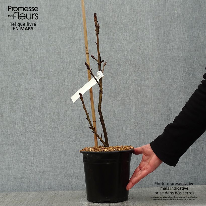 Spécimen de Liquidambar styraciflua Albomarginata Manon - Copalme d'Amérique Pot de 4L/5L tel que livré en hiver