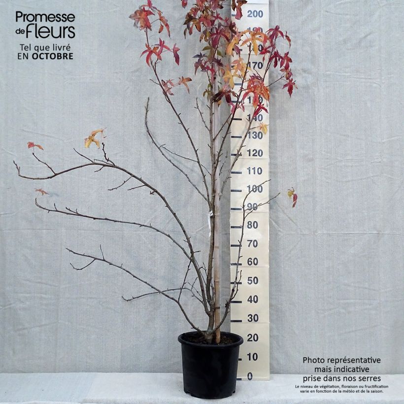 Spécimen de Liquidambar styraciflua Aurea - Copalme d'Amérique Pot de 12L/15L, Baliveau tel que livré en automne