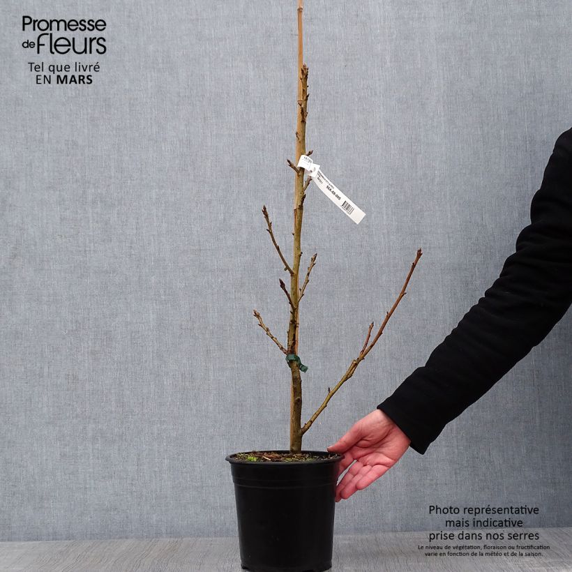 Spécimen de Liquidambar styraciflua Aurea - Copalme d'Amérique Pot de 4L/5L tel que livré en hiver