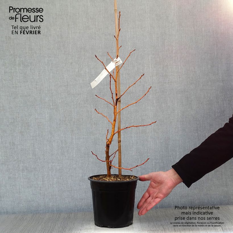 Spécimen de Liquidambar styraciflua Golden Sun - Copalme d'Amérique  Pot de 4L/5L tel que livré en hiver