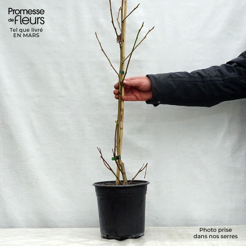 Liquidambar styraciflua Lane Roberts - Storace americano Vaso da 2L/3L esemplare consegnato in primavera