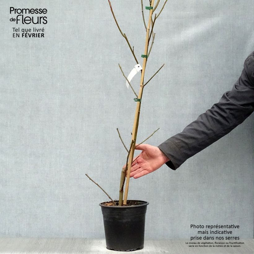 Spécimen de Liquidambar styraciflua Lane Roberts - Copalme d'Amérique Pot de 2L/3L tel que livré en hiver