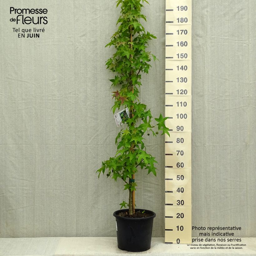 Spécimen de Liquidambar styraciflua Palo Alto - Copalme d'Amérique Pot de 12L/15L, Baliveau tel que livré au printemps
