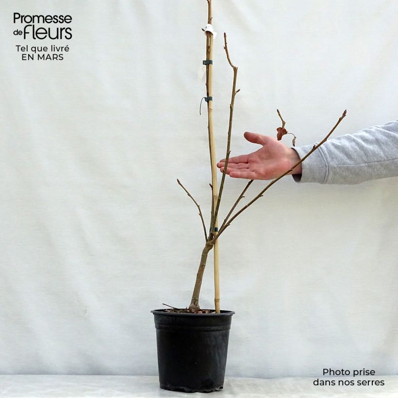 Spécimen de Liquidambar styraciflua Rotundiloba - Copalme d'Amérique Pot de 4L/5L tel que livré au printemps