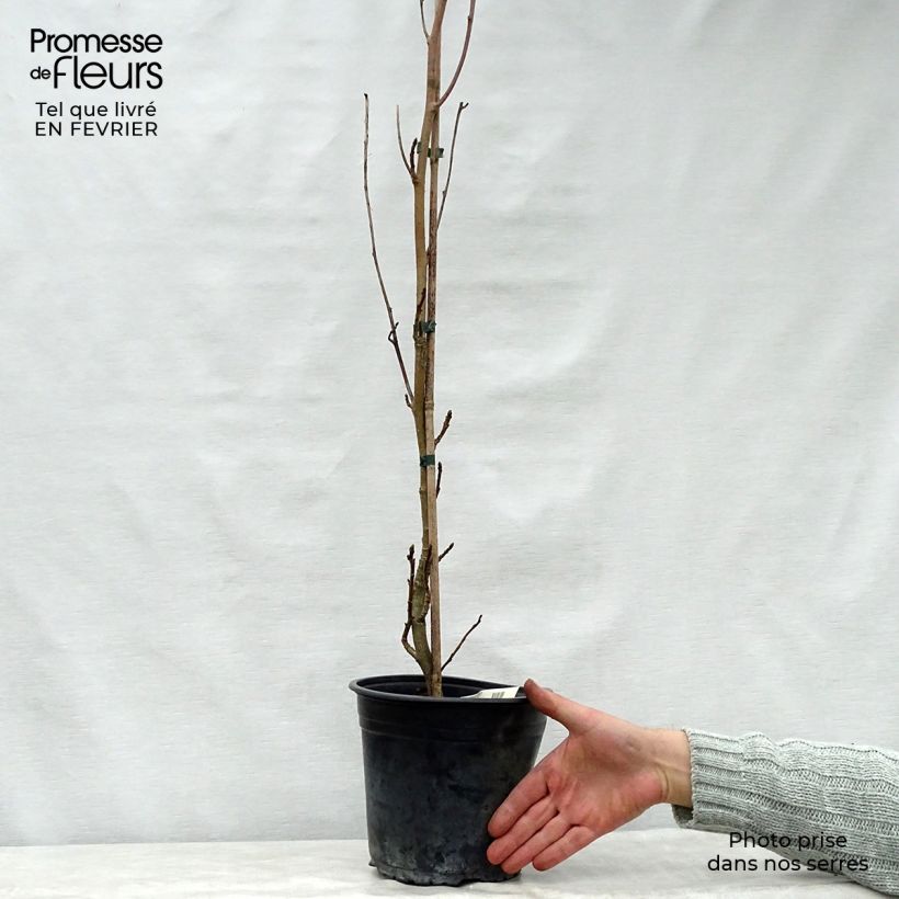 Spécimen de Liquidambar styraciflua Slender Silhouette - Copalme d'Amérique Pot de 4L/5L tel que livré en hiver