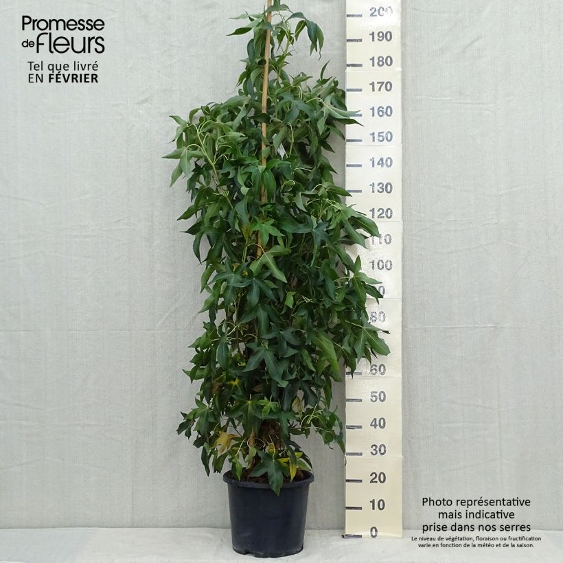 Spécimen de Liquidambar styraciflua Slender Silhouette - Copalme d'Amérique Pot de 7,5L/10L tel que livré en automne
