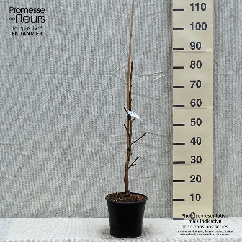 Spécimen de Liquidambar styraciflua Thea - Copalme d'Amérique Pot de 4L/5L tel que livré en hiver