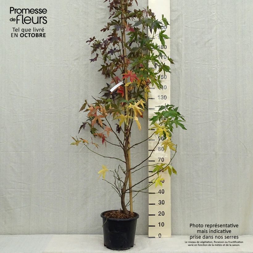 Spécimen de Liquidambar styraciflua Worplesdon Pot de 7,5L/10L tel que livré en automne