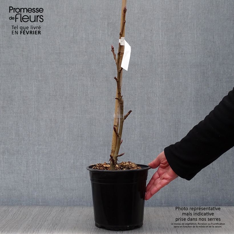 Spécimen de Liquidambar styraciflua Worplesdon Pot de 4L/5L tel que livré en hiver