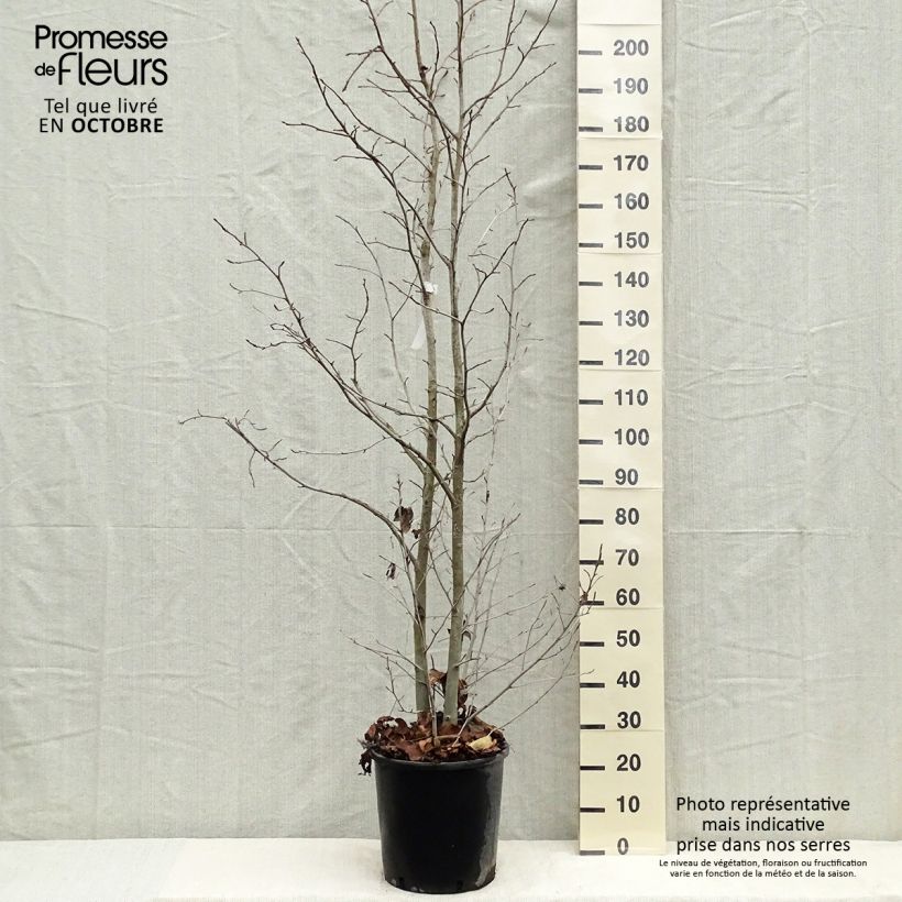Spécimen de Liquidambar styraciflua Pot de 7,5L/10L tel que livré en automne