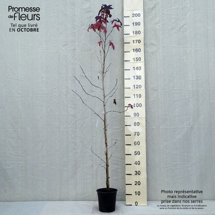 Spécimen de Liquidambar styraciflua Pot de 3L/4L tel que livré en automne