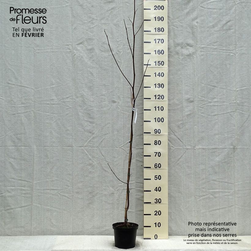 Spécimen de Liriodendron tulipifera Aureomarginatum - Tulipier de Virginie  Pot de 3L/4L tel que livré en hiver