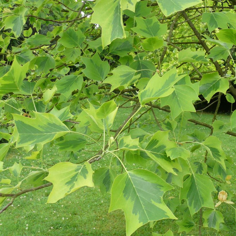 Liriodendron tulipifera Aureomarginatum (Folhagem)