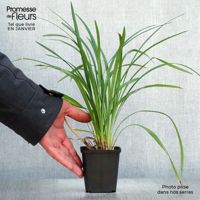 Spécimen de Liriope Super Blue Godet de 8/9 cm tel que livré en hiver