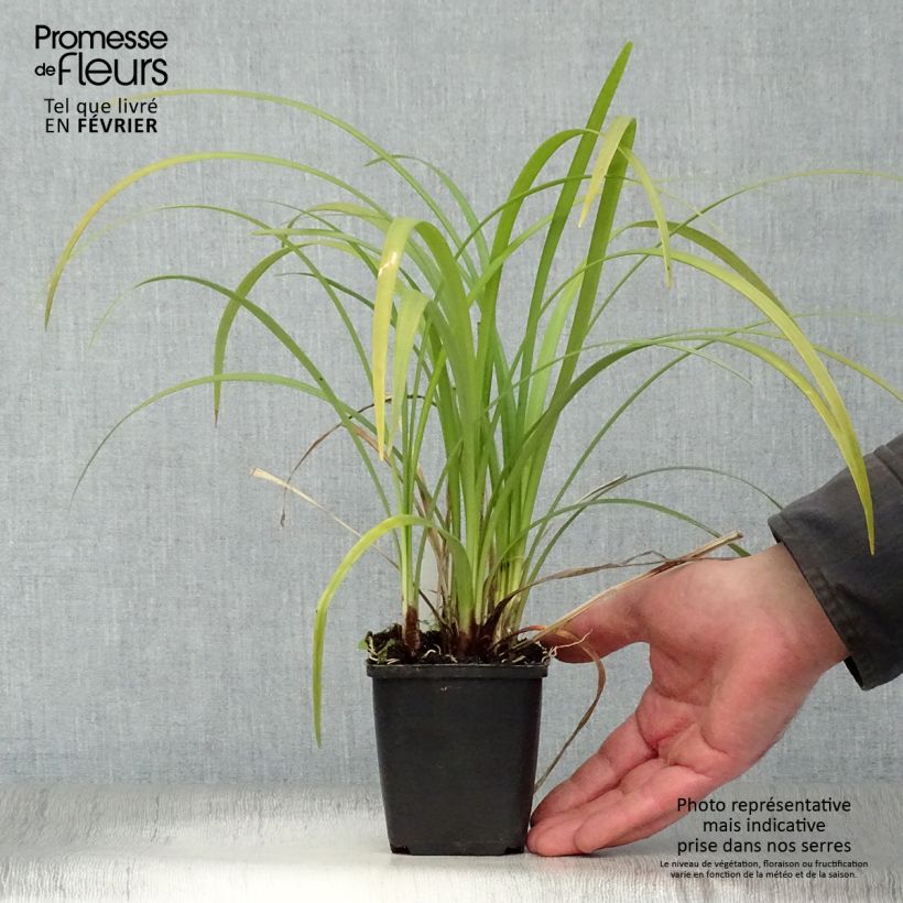 Spécimen de Liriope muscari Evergreen Giant Godet de 8/9 cm tel que livré en hiver