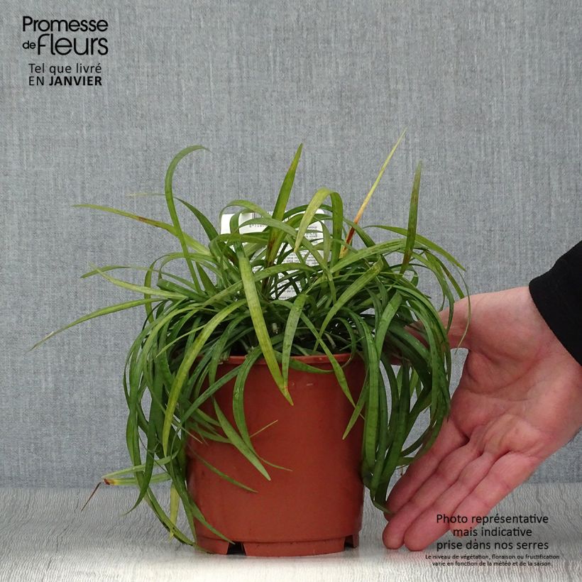 Spécimen de Liriope muscari Ingwersen Pot de 1L/1,5L tel que livré en hiver