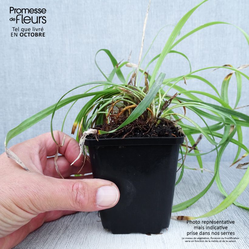 Spécimen de Liriope muscari Lilac Wonder Godet de 8/9 cm tel que livré en automne
